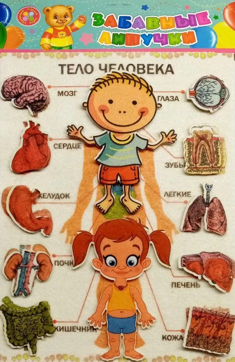 Пазл человек для детей. Настольная игра профессии для детей. Организм человека для дошкольников. Органы чувств игра для детей. Развивающая игра человек.