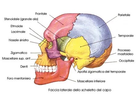 Ossa cranium