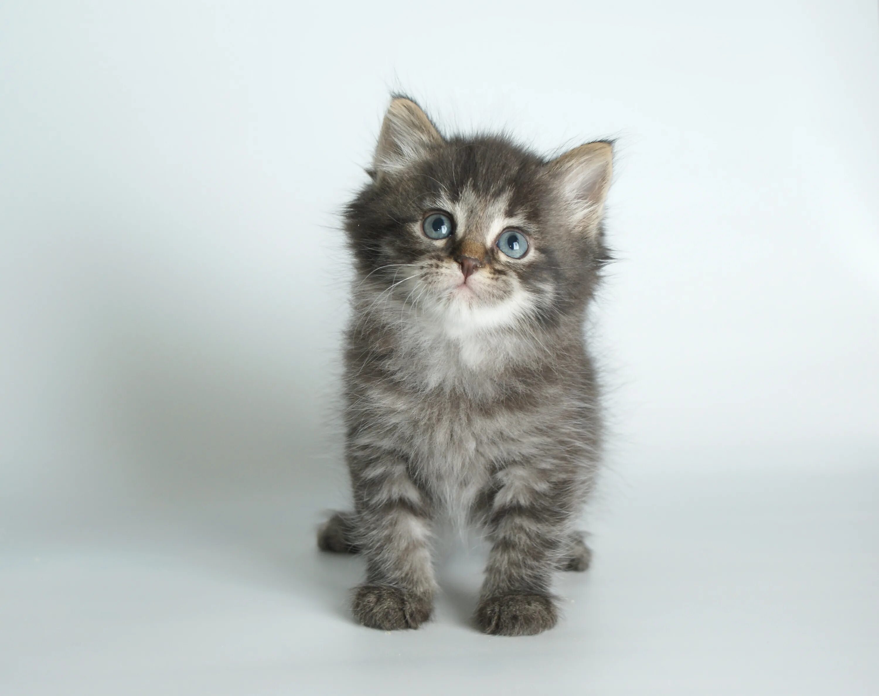 Сибирские котята питомник. Сибирские котята. Сибирская кошка котята. Сибирский котенок маленький. Чисто породистый Сибирский котенок.