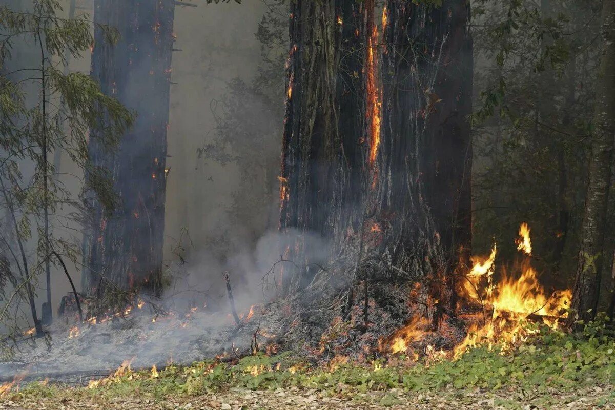 Пожары в Калифорнии 2020. Лесной пожар в Калифорнии в 1977 году. Самый сильный пожар в мире. Лесные пожары в Калифорнии 2018.