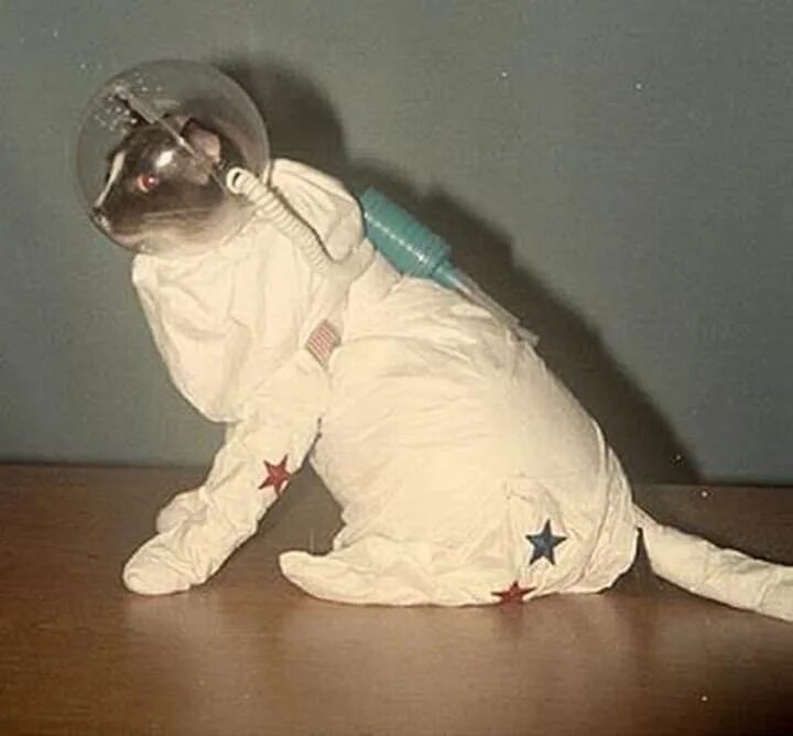 Скафандр для котов. Кошка в скафандре. Кот в костюме Космонавта. Костюм Космонавта для кошки. 1 кошка в космосе