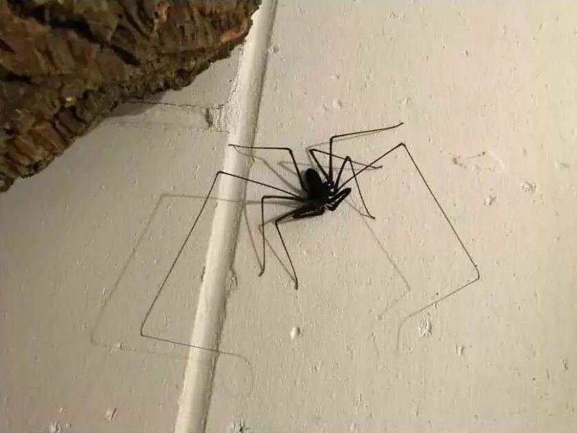 Почему появляются пауки. Сенокосец черный. Пауки в квартире. Дом пауков.