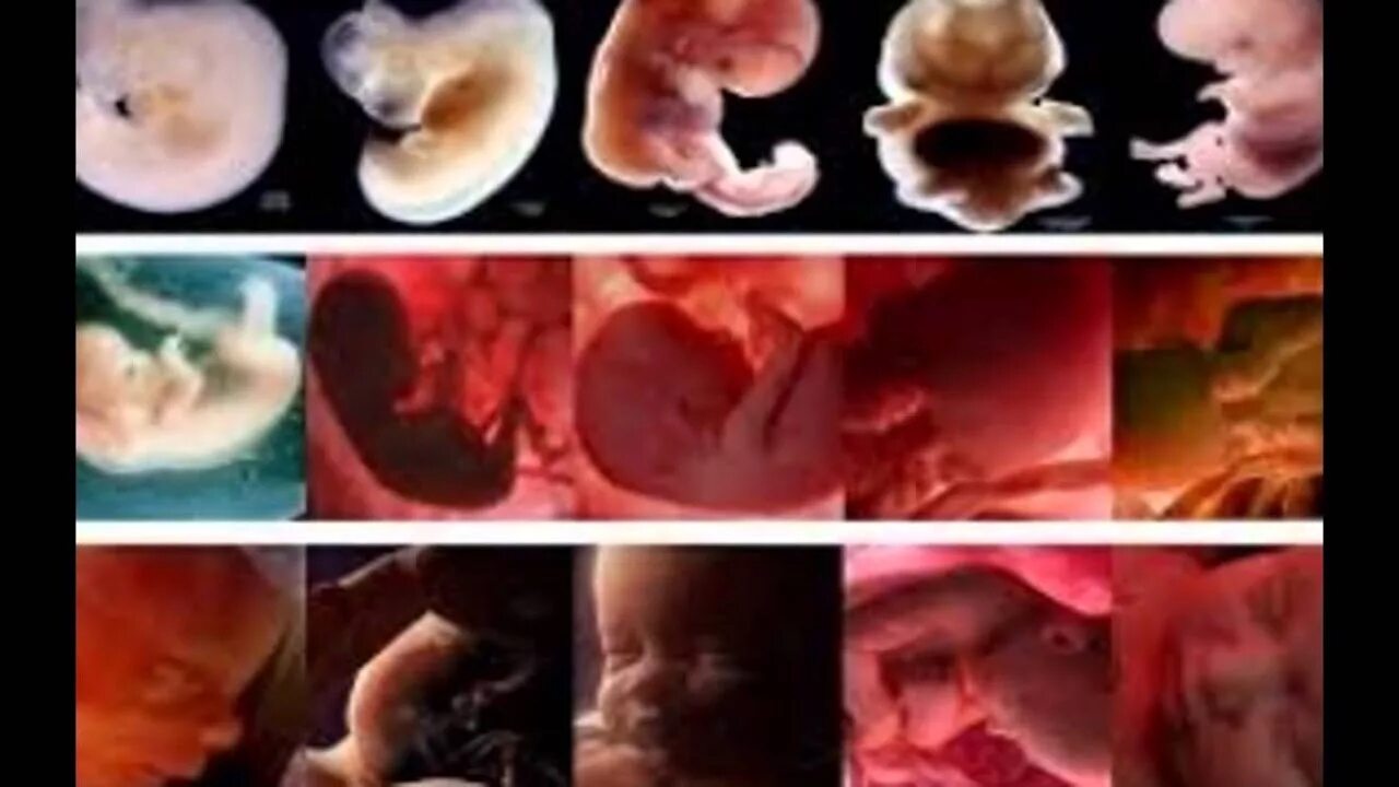 Видео 3 недели. Плод ребенка. Формирование ребенка в утробе. Стадия развития плода в утробе матери.