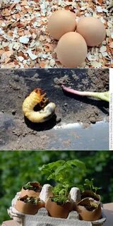 Яичная скорлупа для клубники