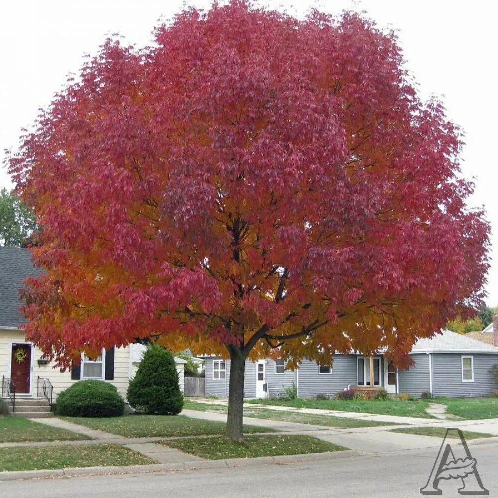 Клен гиннала acer ginnala. Клен гиннала (к. Клен гиннала саженец. Клен гиннала кустарник. Клен гиннала (к.