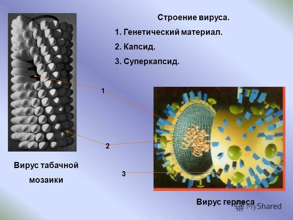 3 строение вируса. Капсид и суперкапсид. Капсид вируса герпеса. Капсид и суперкапсид вируса. Строение вируса.