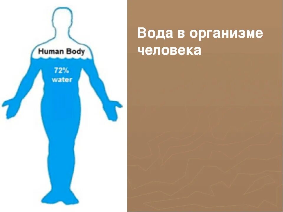 Насколько человек из воды. Вода в организме человека. Ода в организме человека.. Процент воды в человеке. Сколько воды в человеке.