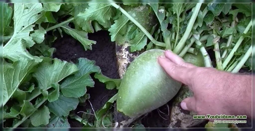 редька лобо маргеланская. редька в огороде. когда сеять редьку маргеланскую в открытый грунт. выращиваем маргеланскую редьку. редька маргеланская описание.