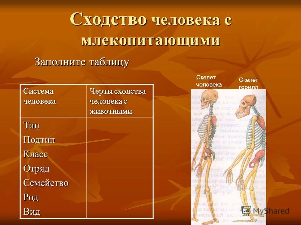 Сходство человека с млекопитающими таблица. Сходство человека с млекопитающими. Сходства и различия человека и млекопитающих. Признаки сходства человека с млекопитающими. Две черты сходства человека с млекопитающими