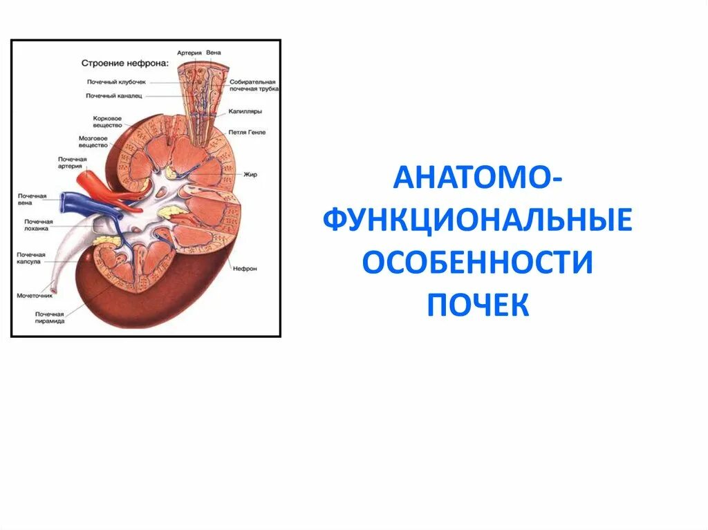 Заболевание почек особенности. Анатомо физиологические особенности почек. Афо почек у человека. Функциональные особенности почек. Анатомо-физиологическое строение почки.