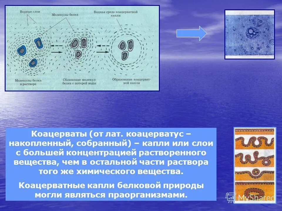 Образование коацерватов в воде