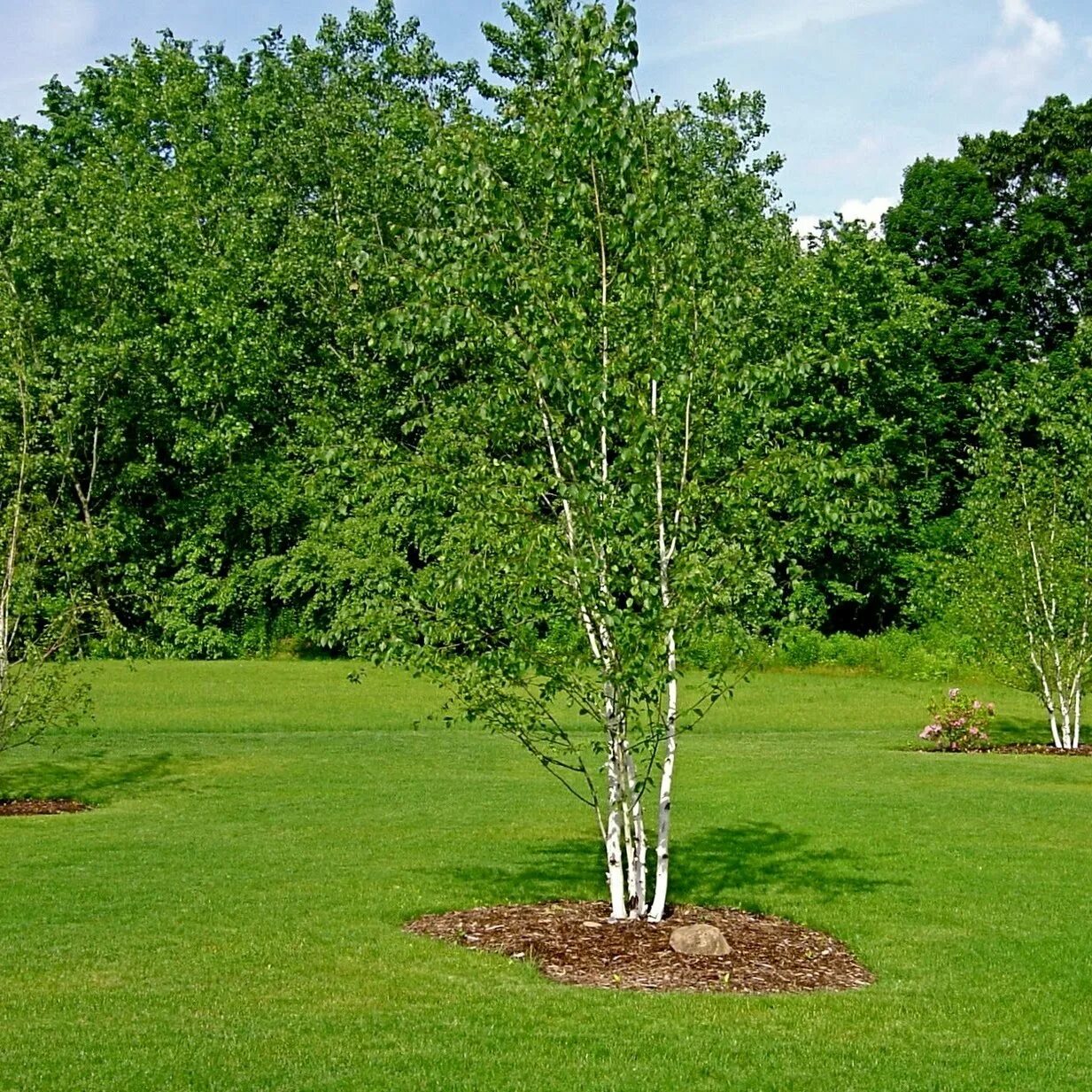 Берёза повислая. Береза обыкновенная (Betula Alba). Береза бумажная Betula papyrifera. Береза повислая многоствольная. Небольшие березки