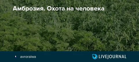 Амброзия для богов 4 буквы