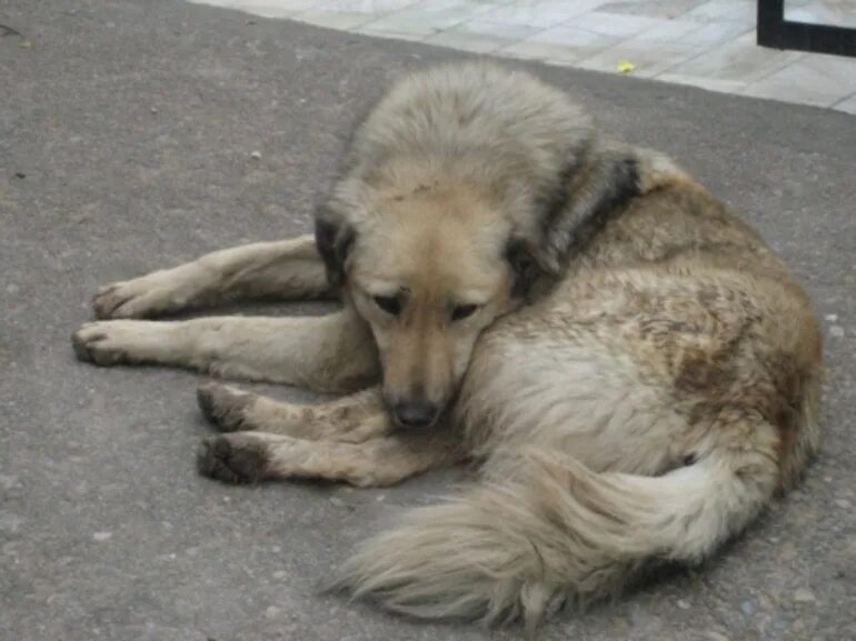 Кошачье бешенство симптомы у кошек. Собака больная бешенством. Заражение животными. Собака страдающая бешенством. Заражение животными.