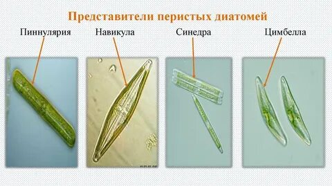 Виды диатомовых водорослей