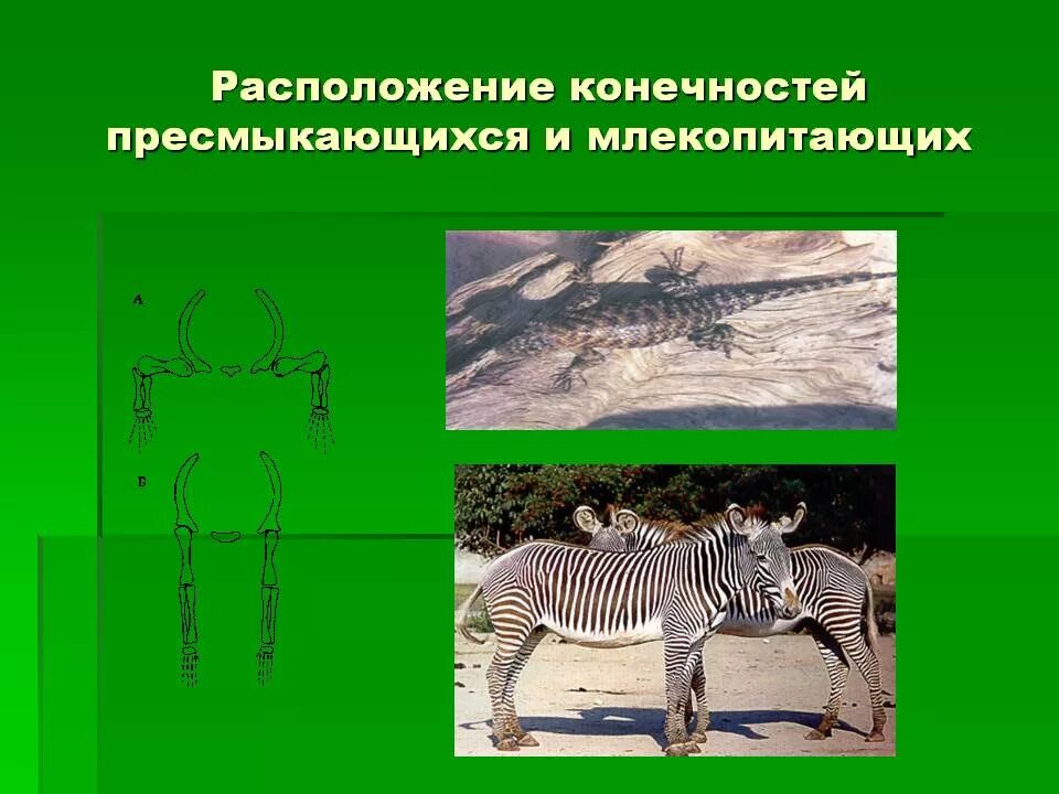 Расположение конечностей у пресмыкающихся. Расположение конечностей у млекопитающих. Расположение ног млекопитающих. Расположение конечностей у рептилий.