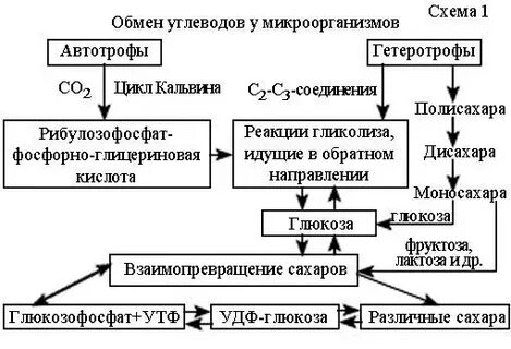 Углевод бактерий