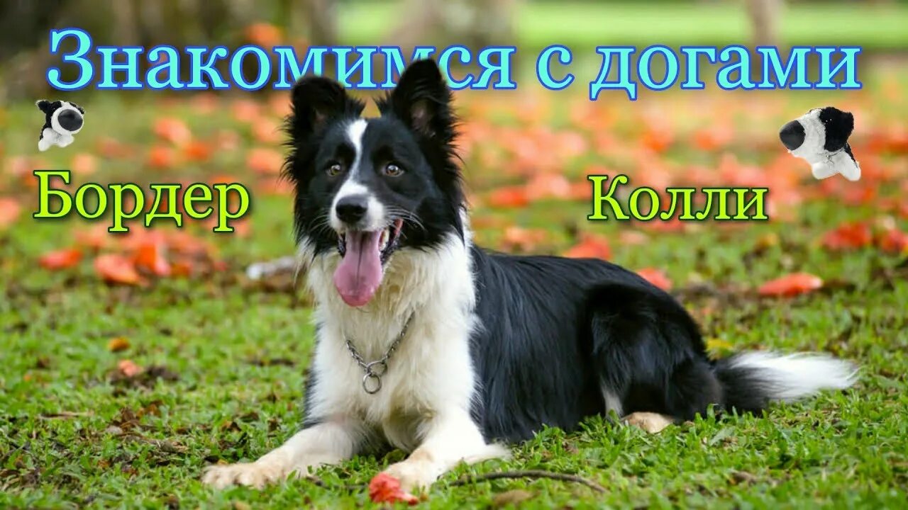 Бордер колли щенки - 75 фото