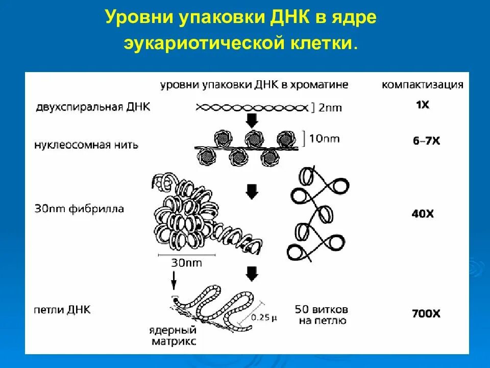 Уровни упаковки компактизации ДНК. Уровни упаковки ДНК В хромосоме эукариот. Уровни компактизации ДНК эукариот. Уровни упаковки ДНК У эукариот. Схема компактизации наследственного материала клетки