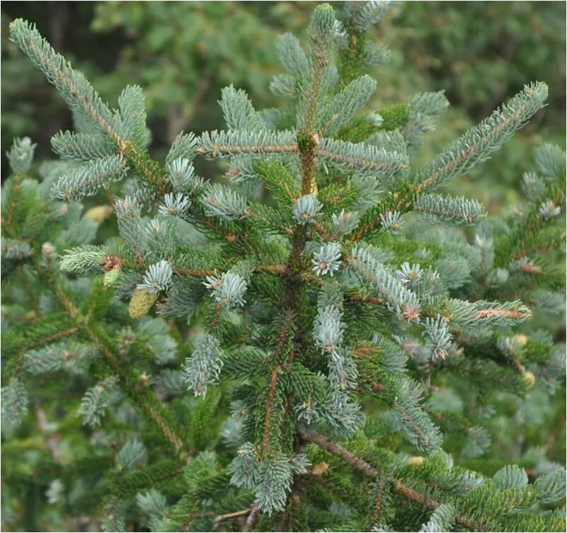 Погода хвойный амурская. Picea ajanensis. Ель двуцветная Picea bicolor. Ель изящная (Picea polita). Аянская ель Амурская область.