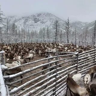 В большом загоне для оленей росли деревья