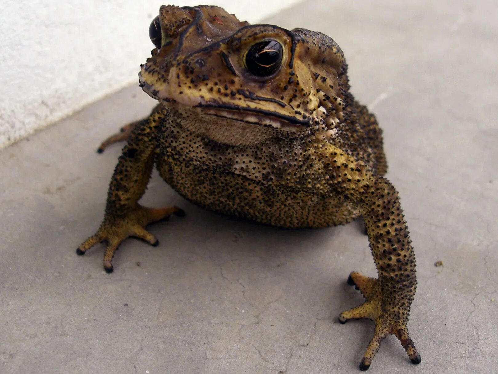 Как избавиться от лягушек на участке. Чернорубцовая жаба Duttaphrynus melanostictus. Малайская жаба. Bufo melanostictus. Малазийская лягушка.