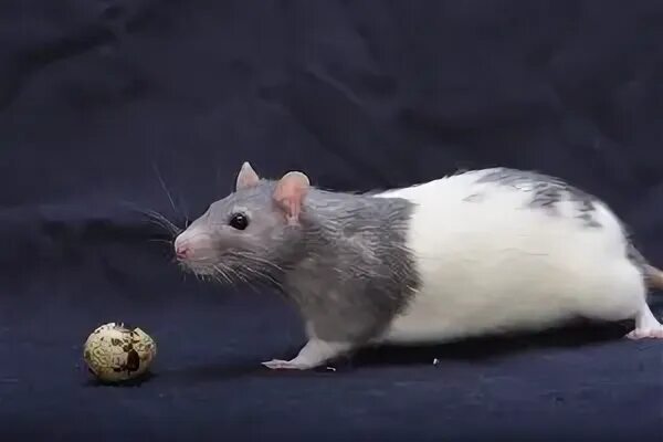 Можно крысам вареное яйцо. Перепелиное яйцо крысам. Крысинда. Домашние крысы в Астрахани. Серая с желтыми полосками поперек крыса.