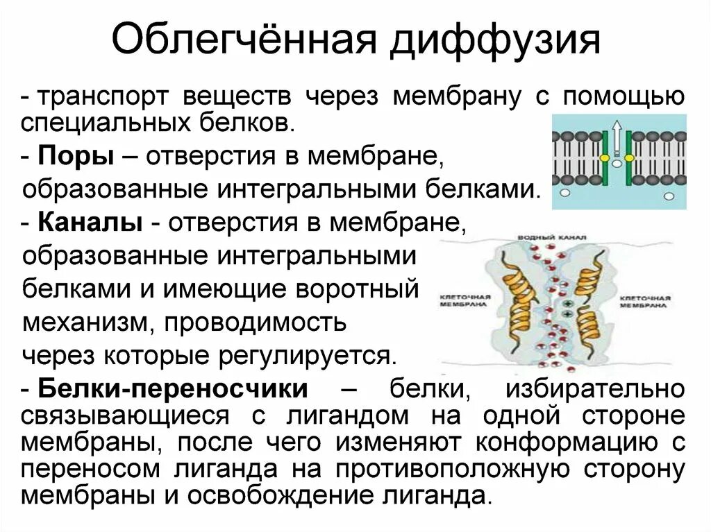 Какие функции выполняют белки мембран. Мембранный транспорт веществ диффузия. Мембранный транспорт веществ облегченная диффузия. Транспорт веществ через мембрану облегченная диффузия. Простая и облегченная диффузия.