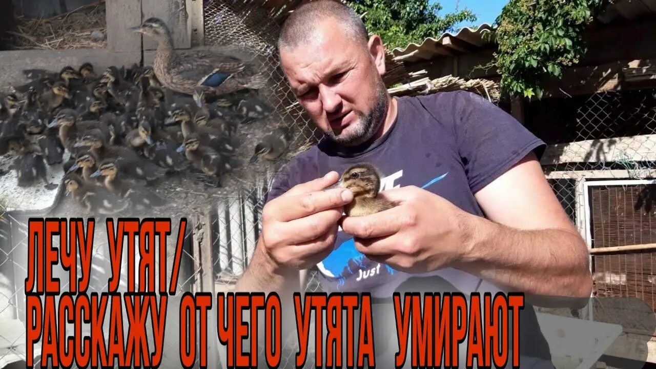 Уткам плохо что делать