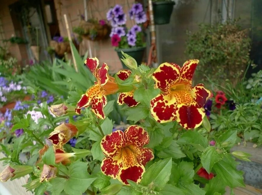 Купить Семена Мимулюс Леопардовый (F1) (лат. Mimulus) в интернет-магазине Exotic