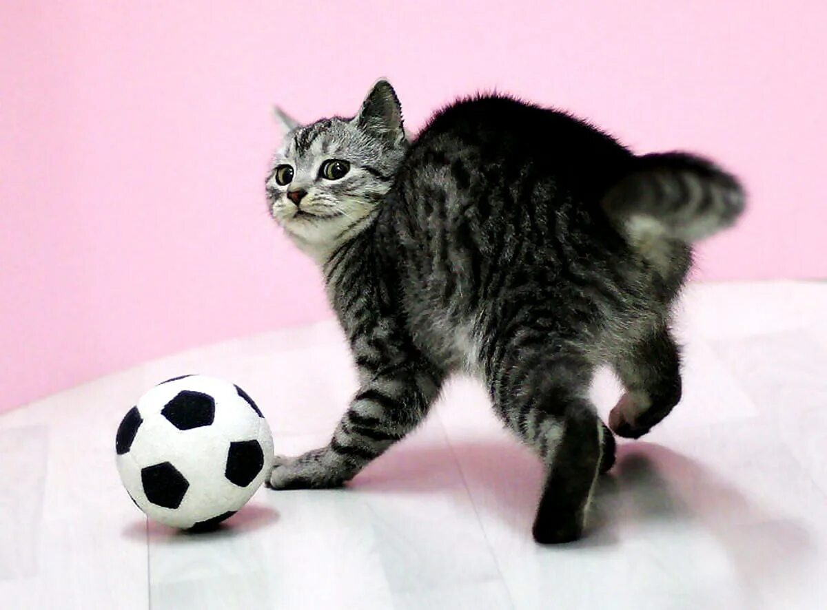 Кошка играет с мячиком. Котенок с мячиком. мяч с котенком. мяч для кошек. кот с футбольным мячом.