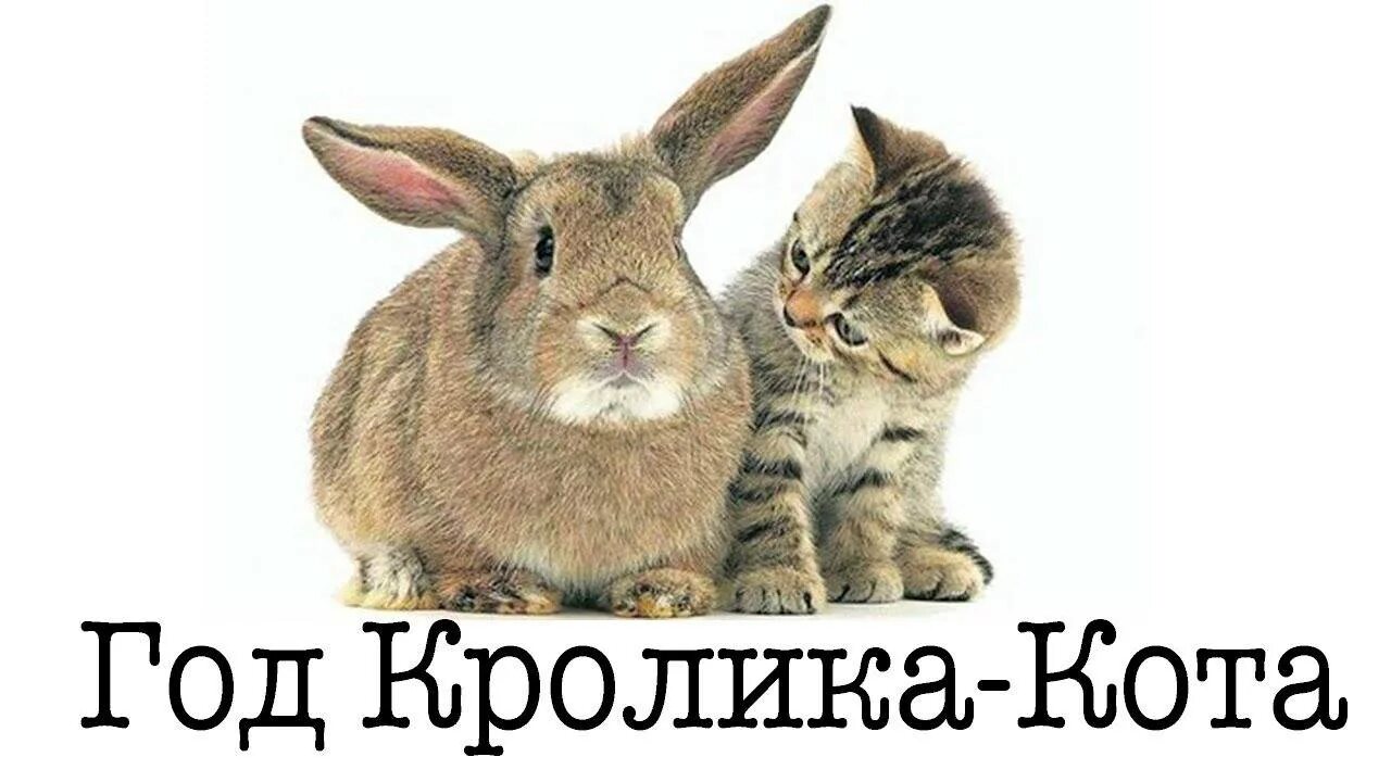 Год колика. Год кролика. кот и кролик. год зайца и кота. год кота и кролика 2011.