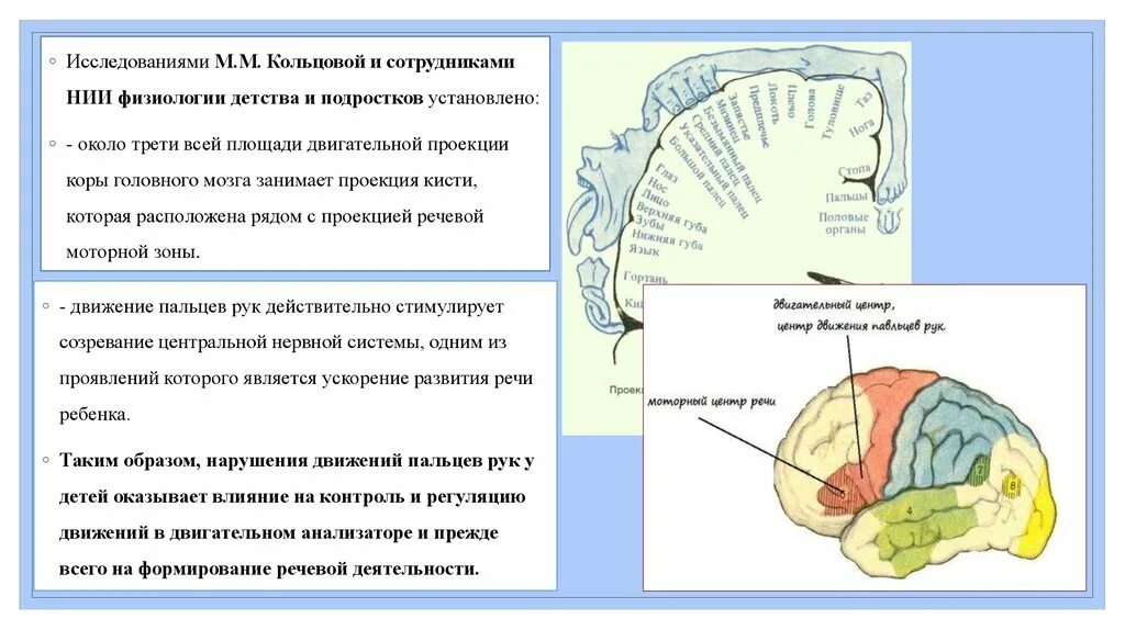 Двигательная зона коры мозга. Формирование коры головного мозга. Проекция зоны двигательной коры. Локализация двигательных зон коры. Проекции головного мозга.