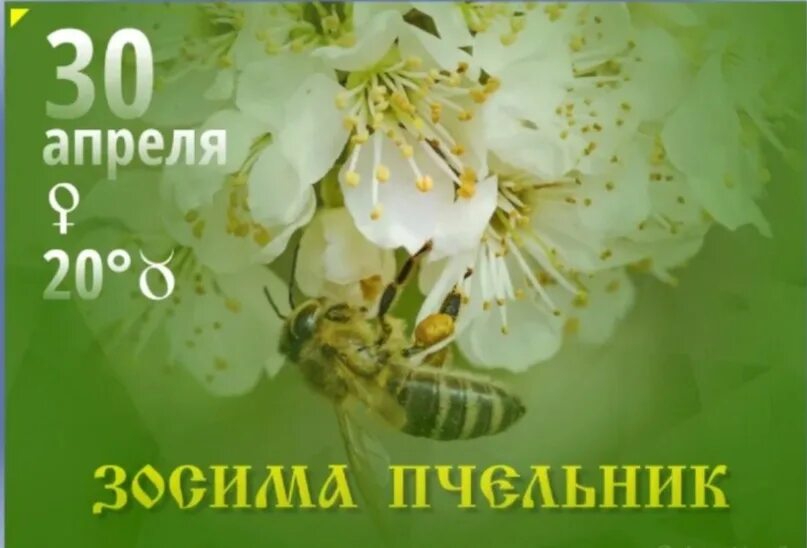 Праздник пчёльник. Открытки с днём зосимы пчельника. День пчельников. Савватий пчельник картинки. Открытка савватий пчельник.