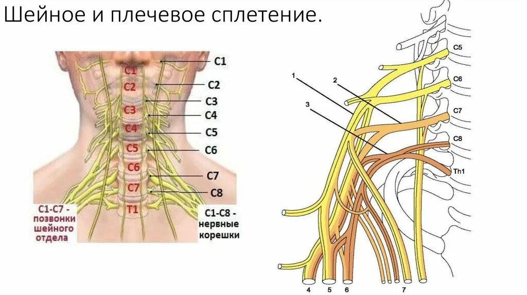 Атлас грея. Корешки плечевого сплетения. Короткие ветви плечевого сплетения схема. Плечевое сплетение анатомия. Шейное и плечевое сплетение.