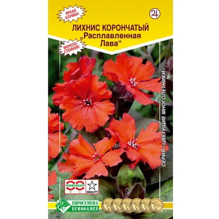 Лихнис лава. Лихнис молтен лава. Лихнис лава. Лихнис лава. Лихнис везувий.