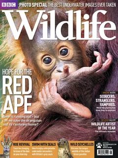 Bbc wildlife
