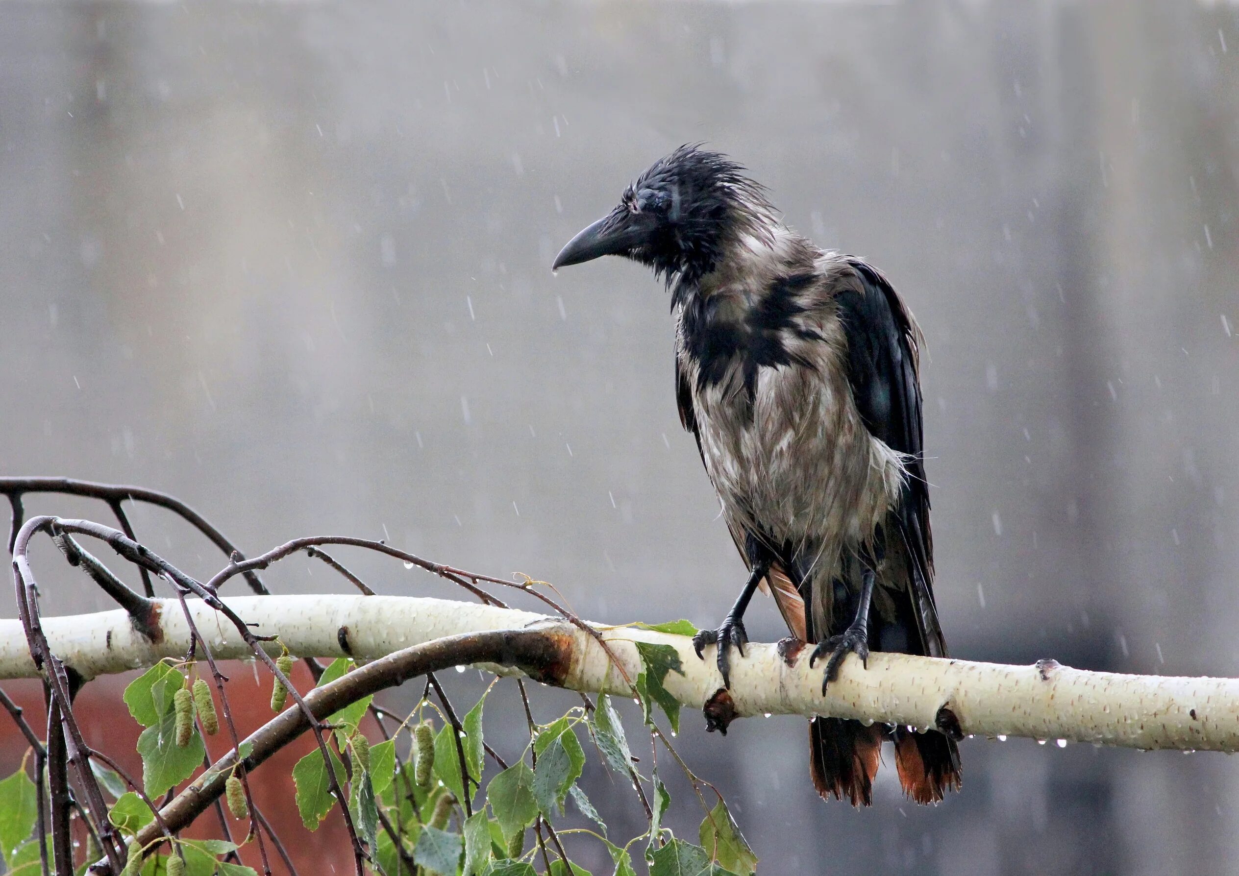 Ворона дождь. Ворона. Серая ворона оседлая. Ворона вблизи. Взъерошенный ворон.