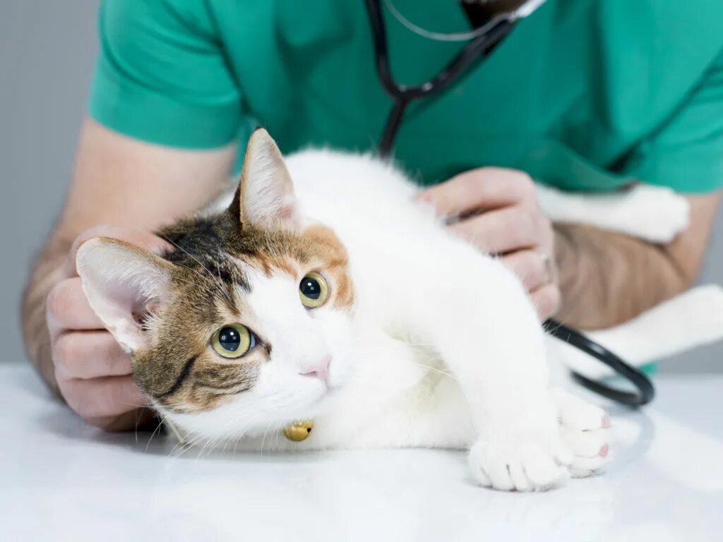 Помогли кошкам. Терапия кошками. Ветеринар с кошкой. Лечебные кошки. Здоровье кошек.
