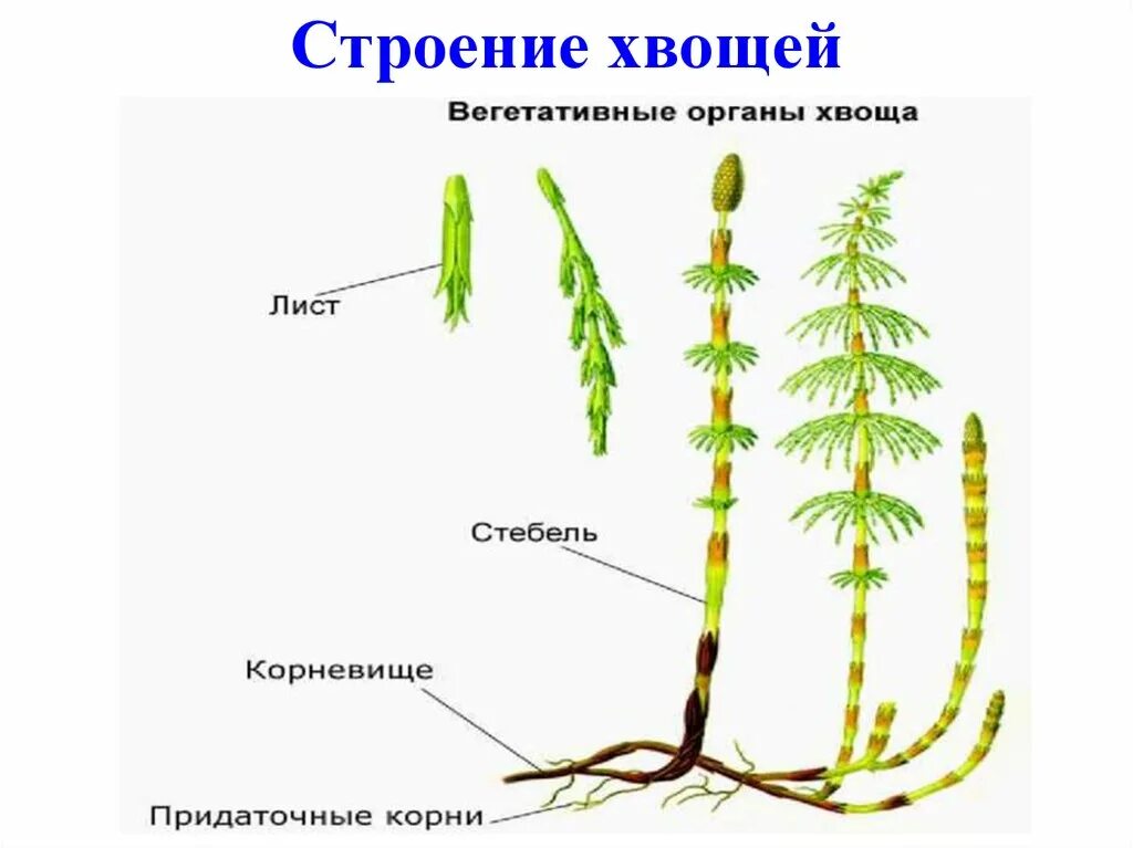 Хвощ полевой строение. Внешнее строение хвоща. Хвощ полевой листья хвоща. Анатомическое строение хвощей.