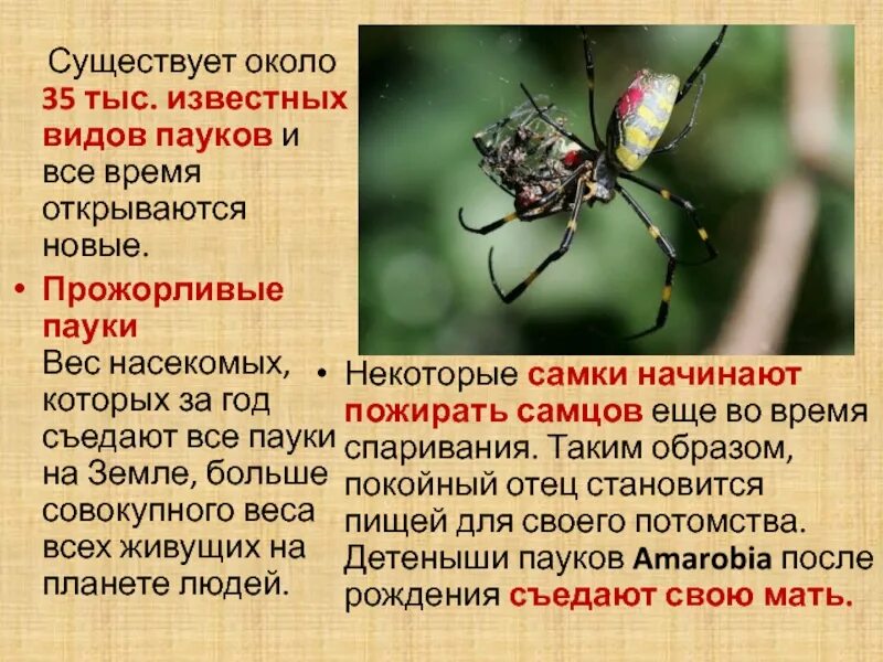 Сообщение о паукообразных виды. Доклад о пауках. информация о паукообразных. сообщение о паукообразных. рассказ о паукообразных.