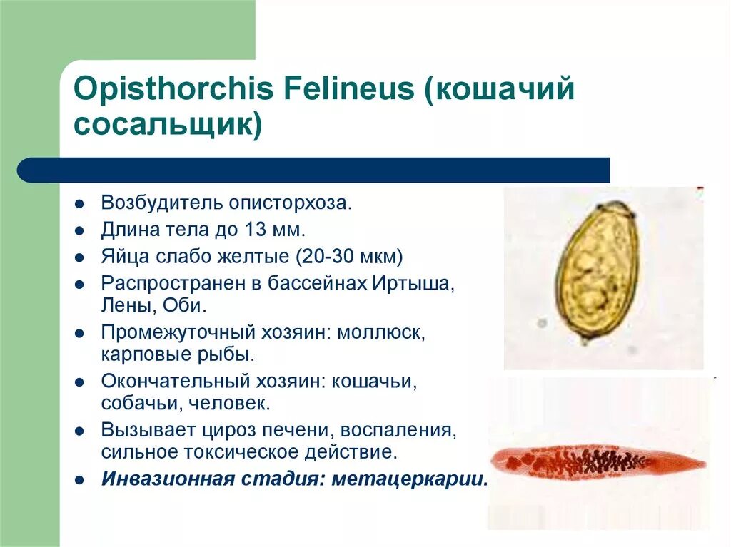 Жизненный цикл кошачьего сосальщика Opisthorchis felineus. Марита Сибирского сосальщика. Кошачий (Сибирский) сосальщик (Opisthorchis felineus). Opisthorchis felineus яйца. Сколько промежуточных хозяев имеет кошачий сосальщик