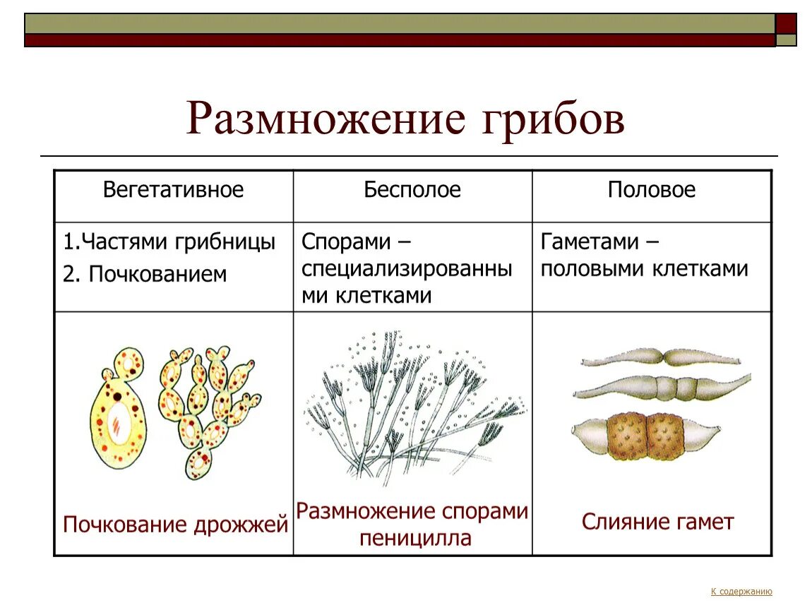 Презентация по теме "Царство Грибы" по биологии 5,6 класс