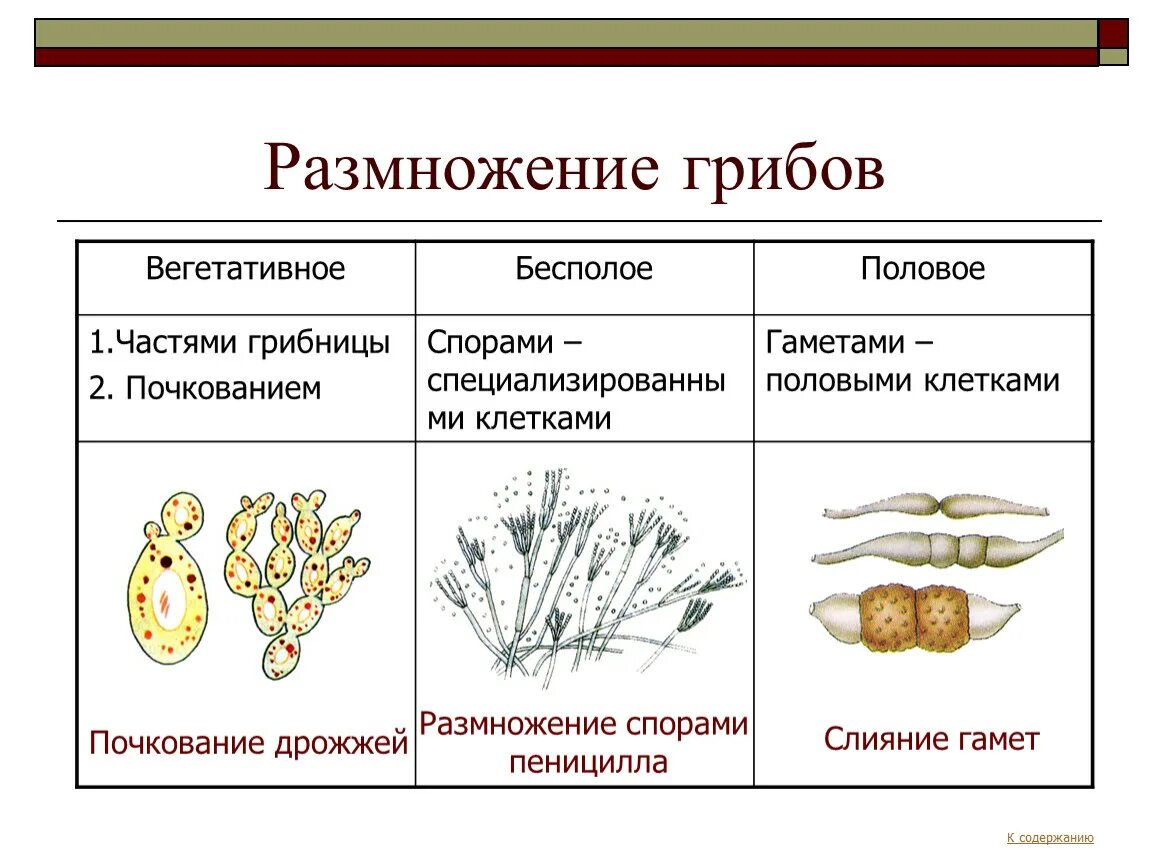 Назовите тип размножения