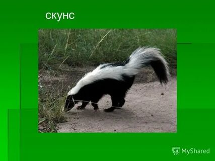 Где скунсы