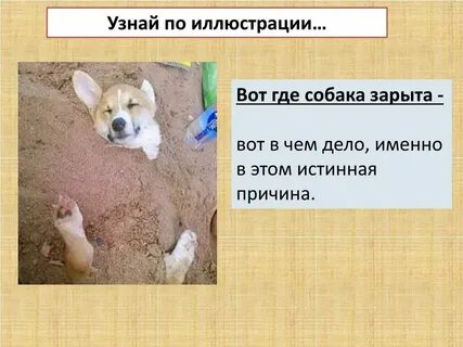 Узнать где собака
