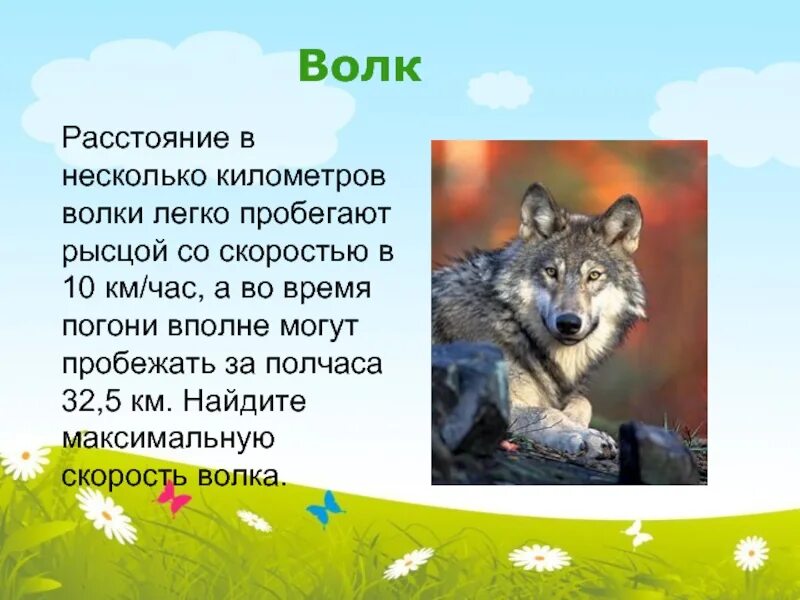 Волк км час. Скорость волка. Максимальная скорость волка. Скорость бега волка. Скорость бега волка в км/ч.