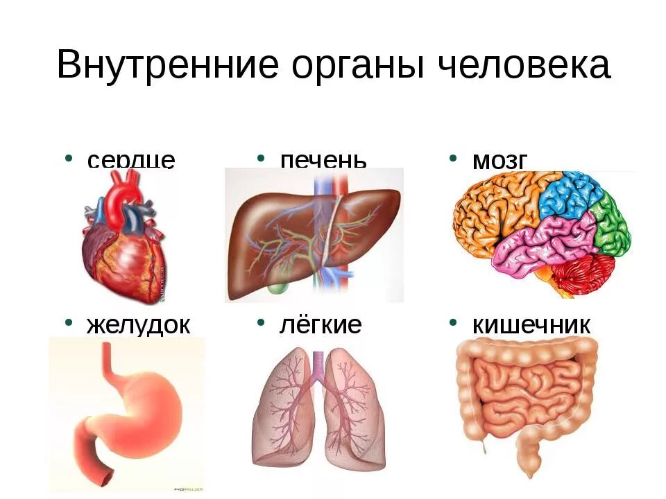 Внутренние органы человека схема расположения 2 класс. Органы мозг легкие сердце печень желудок кишечник. Внутренние органы челове. Внутренниеиорганы человека.