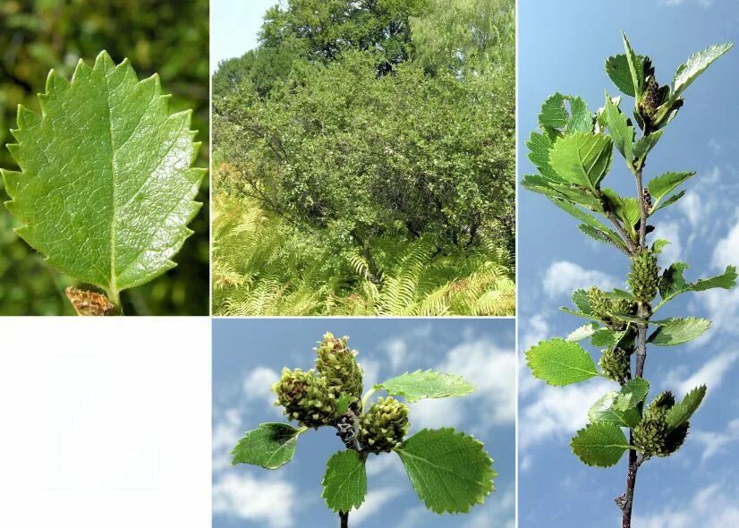 Береза приземистая Betula humilis. Береза приземистая - Betula humilis Schrank. Береза низкая приземистая. Берёза низкая или берёза приземистая. Береза приземистая