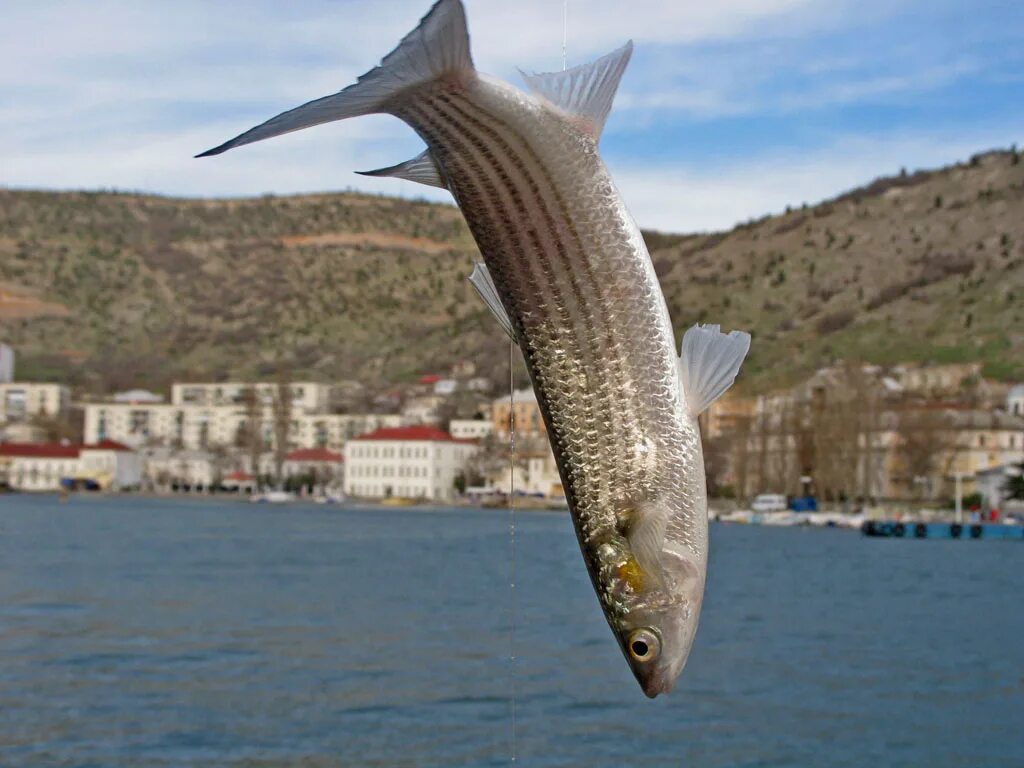 Крупные рыбы черного моря. Лобань Черноморская рыба. Кефаль Черноморская. Кефаль остронос. Черноморская рыба пеленгас.